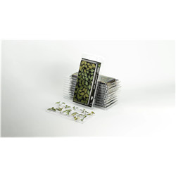 LASER PLANTS - ELEPHANT EAR